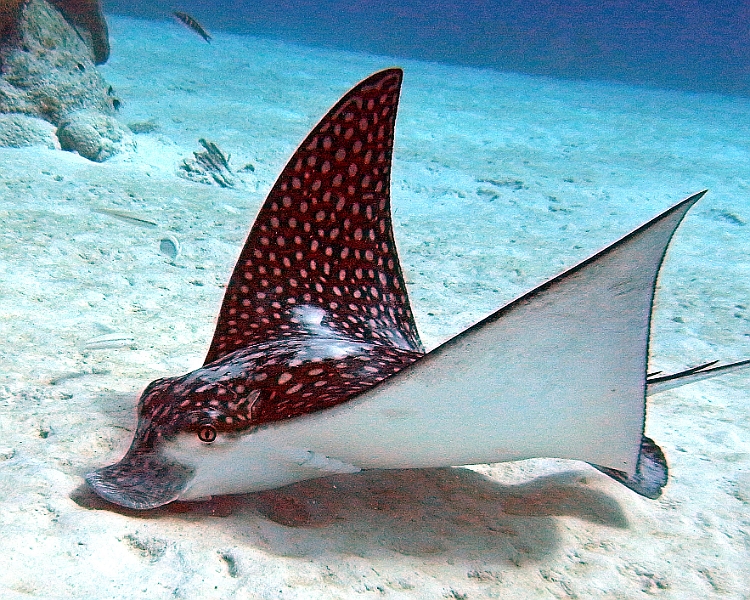 UWBN19-Spotted Eagle Ray